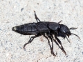 Ocypus_olens.jpg