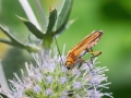 Oedemera podagrariae