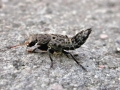 Filename=Ontholestes_murinus.jpg
Filesize=166KiB
Dimensions=640x480
Date added=Apr 08, 2017 Ontholestes_murinus.jpg