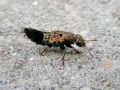 Filename=Ontholestes_tesselatus.jpg
Filesize=128KiB
Dimensions=640x480
Date added=Sep 06, 2011 Ontholestes_tesselatus.jpg