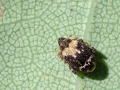 Orchestes hortorum