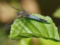 Orthetrum cancellatum