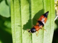Filename=Oxyporus_rufus.jpg
Filesize=201KiB
Dimensions=640x480
Date added=May 10, 2022 Oxyporus_rufus.jpg