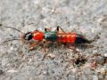 Filename=Paederus_littoralis.jpg
Filesize=132KiB
Dimensions=640x480
Date added=Sep 06, 2011 Paederus_littoralis.jpg
