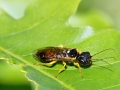 Filename=Pamphilius_hortorum.jpg
Filesize=198KiB
Dimensions=640x480
Date added=Jun 04, 2023 Pamphilius_hortorum.jpg