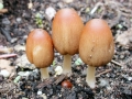 Parasola_auricoma.jpg