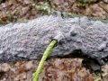 Peniophora_quercina.jpg