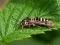 Pennisetia hylaeiformis