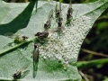 Periphyllus_aceris.jpg