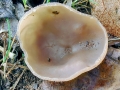 Peziza arvernensis