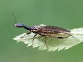 Phaeostigma notata