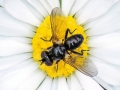 Phania funesta