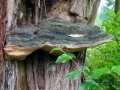 Phellinus_igniarius.jpg