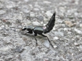 Filename=Philonthus_cognatus.jpg
Filesize=160KiB
Dimensions=640x480
Date added=Apr 12, 2017 Philonthus_cognatus.jpg