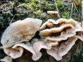 Phlebia_tremellosa.jpg