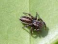 Phlegra fasciata