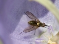 Filename=Phthiria_minuta_Weibchen.jpg
Filesize=165KiB
Dimensions=640x480
Date added=Jun 06, 2022 Phthiria_minuta_Weibchen.jpg