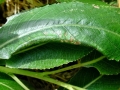 Phyllocolpa oblita