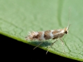 Phyllonorycter_emberizaepenella.jpg