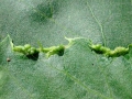 Phytocoptella tetrastichus