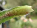 Phytomyza cecidonomia