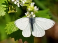 Pieris napi