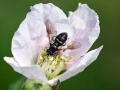 Filename=Pipiza_noctiluca_Weibchen.jpg
Filesize=163KiB
Dimensions=640x480
Date added=May 22, 2022 Pipiza_noctiluca_Weibchen.jpg