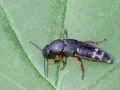 Filename=Platydracus_fulvipes.jpg
Filesize=198KiB
Dimensions=640x480
Date added=Jun 09, 2023 Platydracus_fulvipes.jpg
