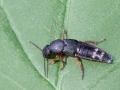 Platydracus_fulvipes.jpg