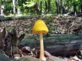 Pluteus_leoninus.jpg
