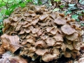 Polyporus_umbellatus.jpg