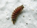 Polyxenus lagurus