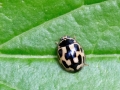 Propylea quatuordecimpunctata
