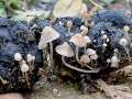 Psathyrella_berolinensis.jpg