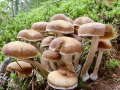 Psathyrella_piluliformis.jpg