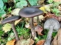 Pseudoclitocybe cyathiformis
