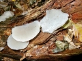 Pseudohydnum gelatinosum