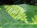 Pseudomicrostroma_juglandis.jpg