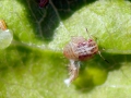 Psylla_pirisuga_Nymphe.jpg