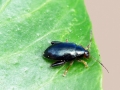 Psylliodes chrysocephalus