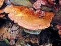 Pycnoporellus_fulgens.jpg