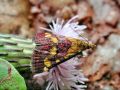 Pyrausta_purpuralis.jpg