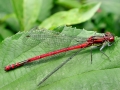 Pyrrhosoma nymphula