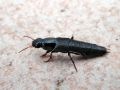 Filename=Quedius_levicollis.jpg
Filesize=128KiB
Dimensions=640x480
Date added=Sep 06, 2011 Quedius_levicollis.jpg