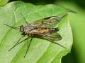 Filename=Rhagio_vitripennis_Maennchen.jpg
Filesize=161KiB
Dimensions=640x480
Date added=May 22, 2022 Rhagio_vitripennis_Maennchen.jpg