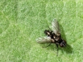 Rhinophora_lepida.jpg