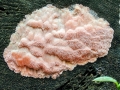Rhodonia placenta