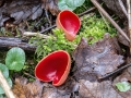 Sarcoscypha_austriaca.jpg