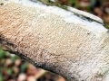 Schizopora paradoxa