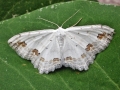 Scopula_ornata.jpg